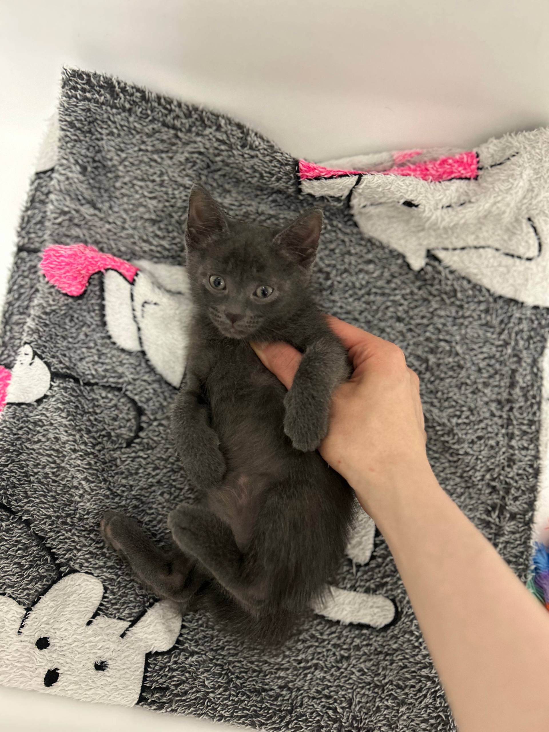 Gatito macho gris de 8 semanas busca familia — Moscú, Rusia