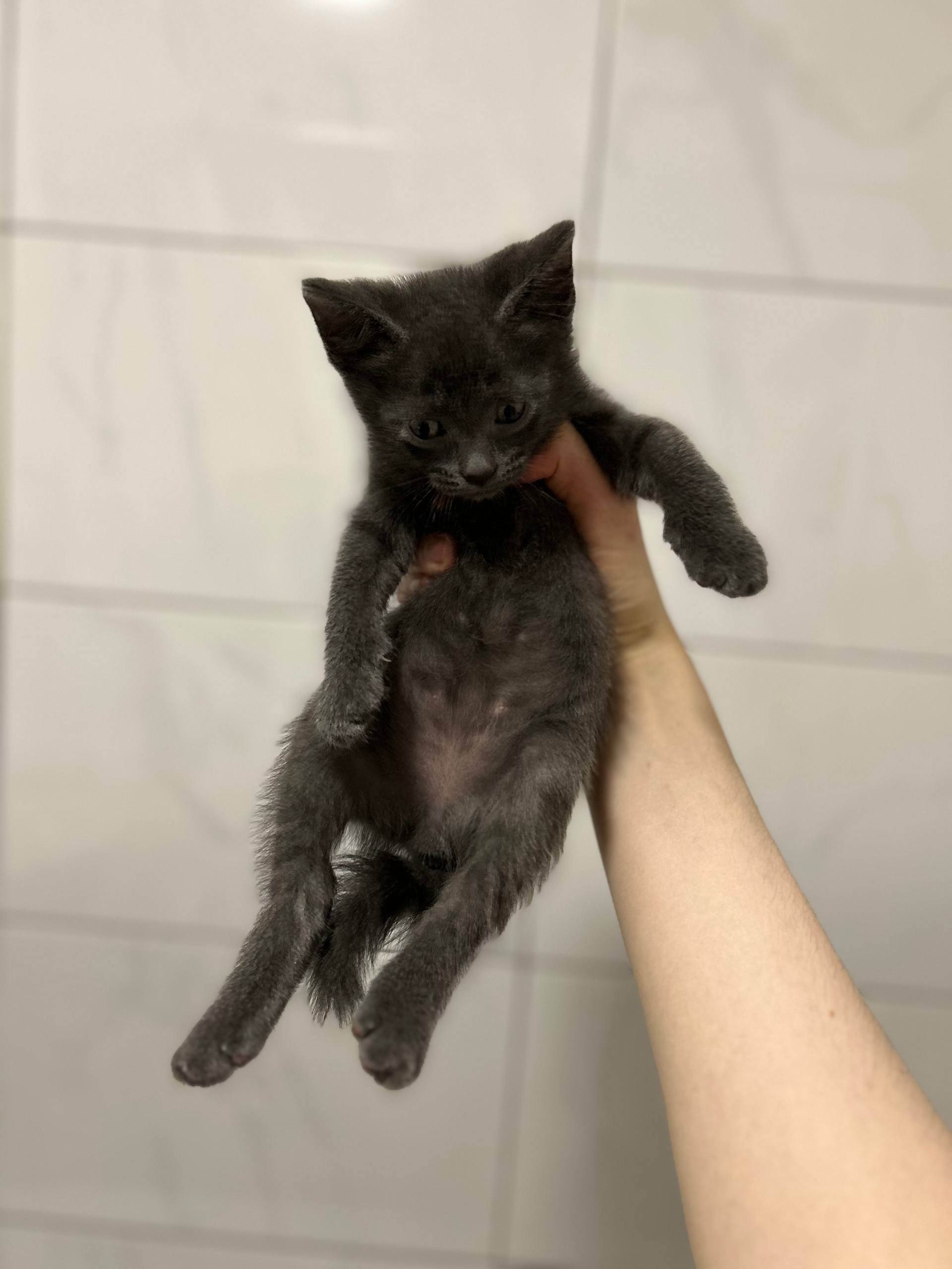 Gatito macho gris de 8 semanas busca familia — Moscú, Rusia