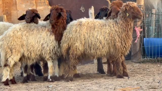 Naemi rakhals — 8 heads (for breeding) — Abu Dhabi, UAE