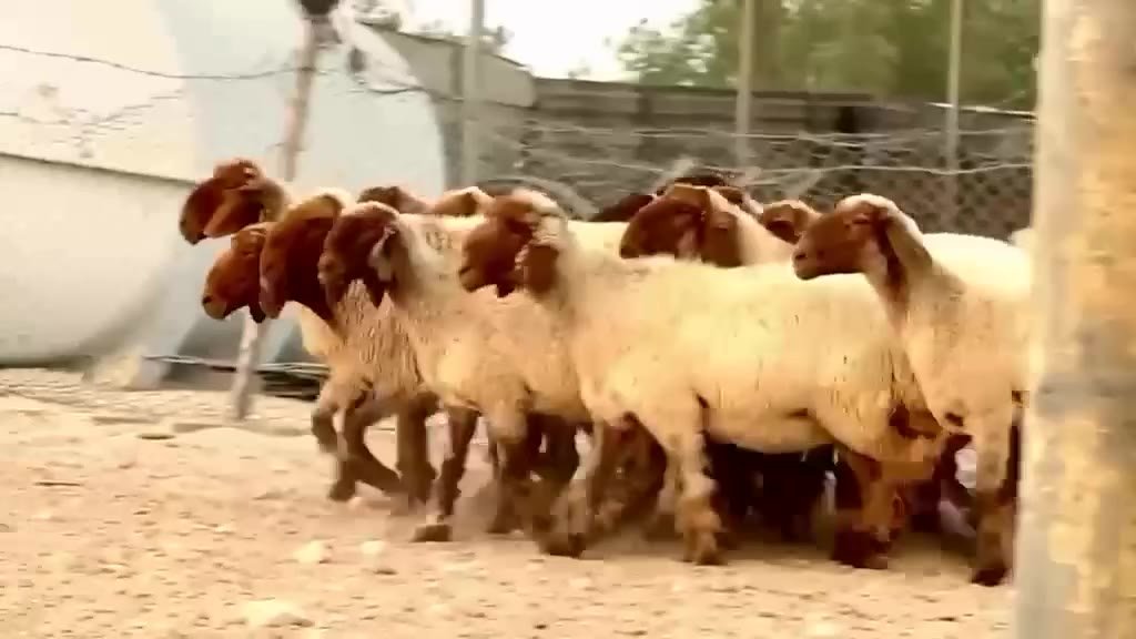 Kuwaiti rakhals — 15 heads, 1.5 years, Abu Dhabi (for sale) — — — Abu Dhabi, UAE