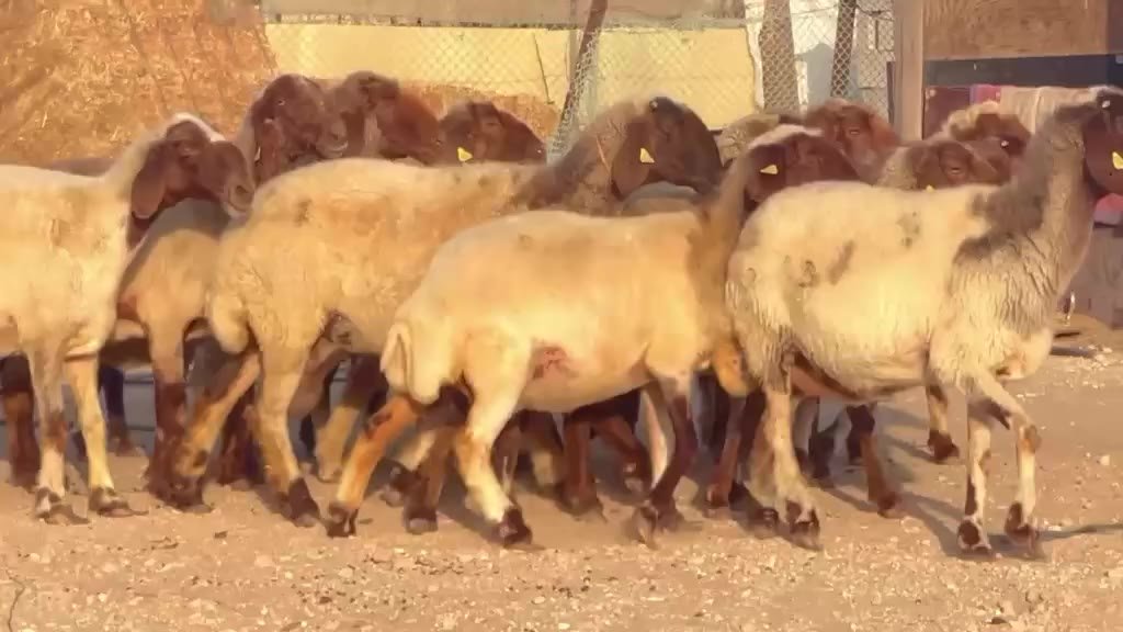 Kuwaiti sheep (halal ) No.1, 15 heads, Abu Dhabi (condition) — — Abu Dhabi, UAE