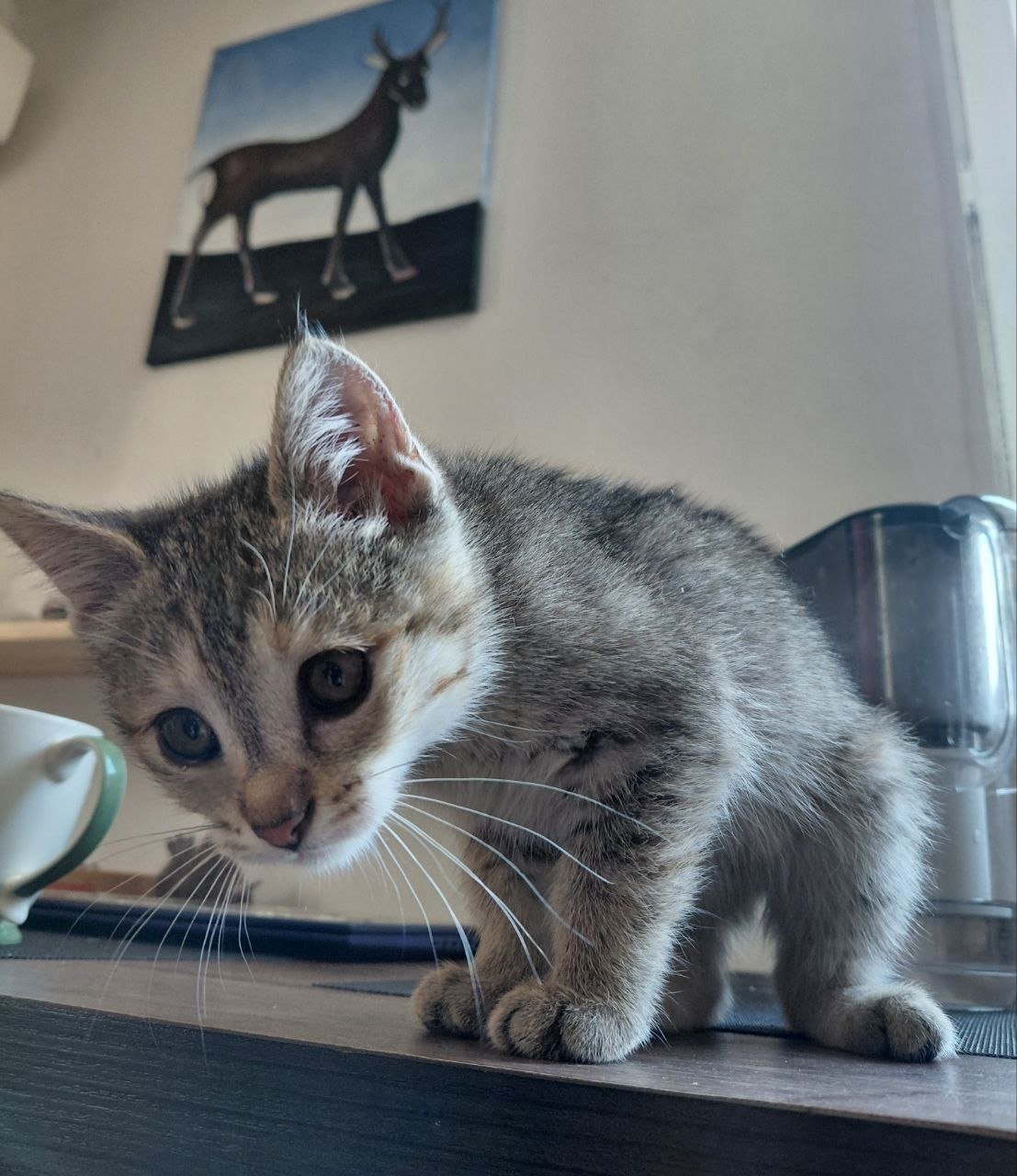 Kitten 2 months old, female looking for a home — Tbilisi, Georgia