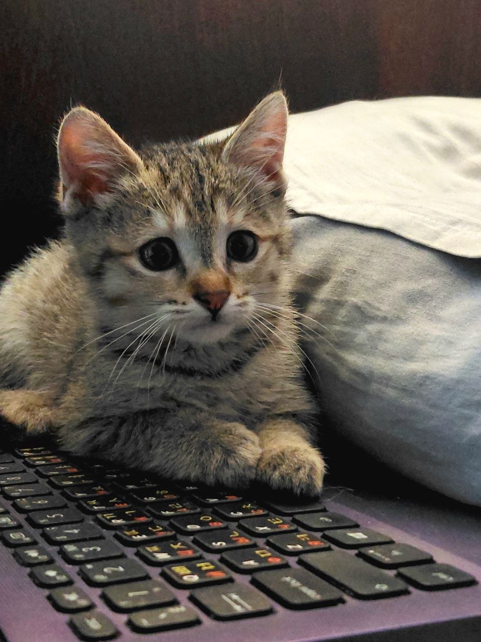 Kitten 2 months old, female looking for a home — Tbilisi, Georgia