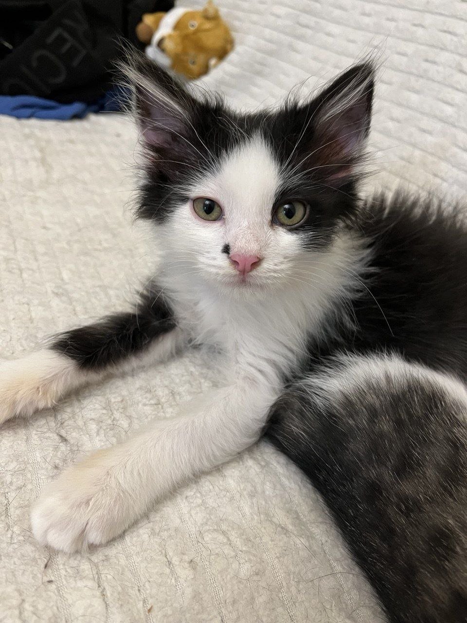 Kitten Kolya looking for a home (black & white, 2.5 months) — Tbilisi, Georgia
