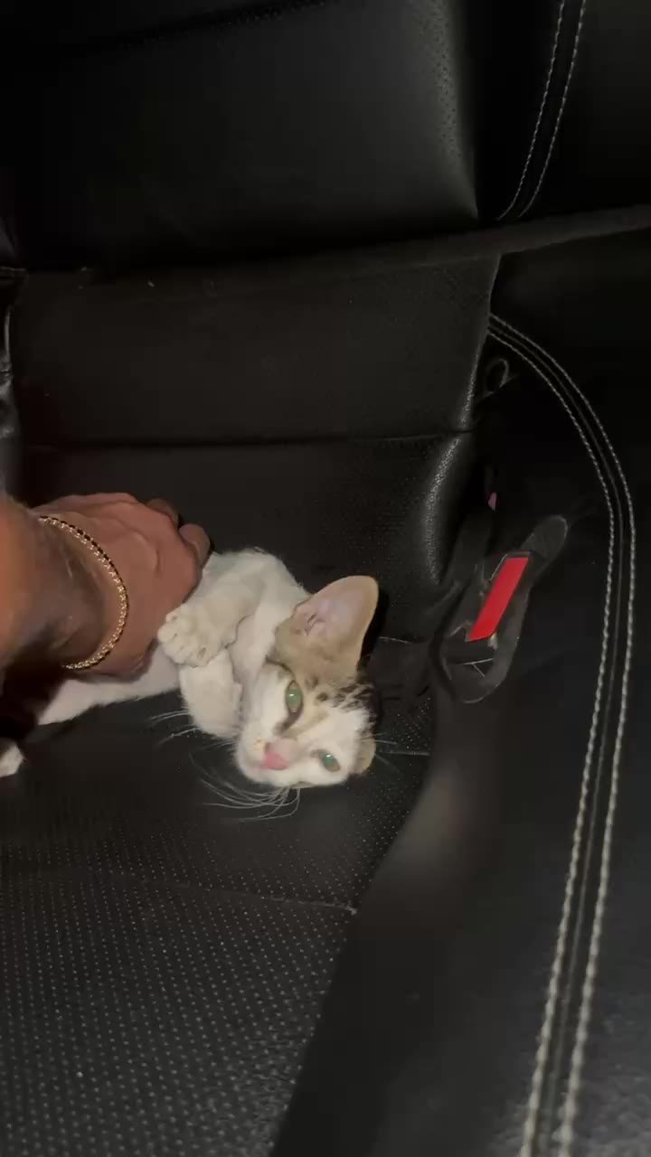 Kitten looking for a home (very affectionate) — Dubai, UAE
