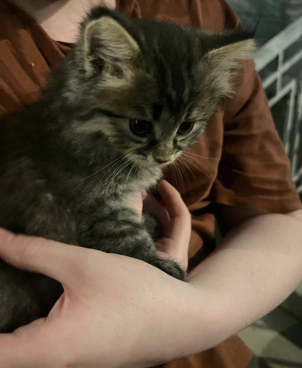 Cachorro de gato busca un nuevo hogar, Moscú — Moscú, Rusia