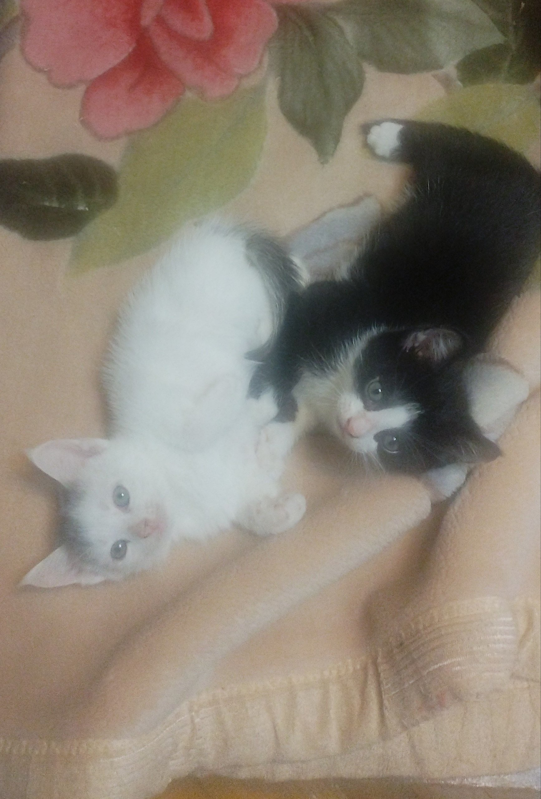 Kitten (one left) looking for a home — baby — Moscow, Russia