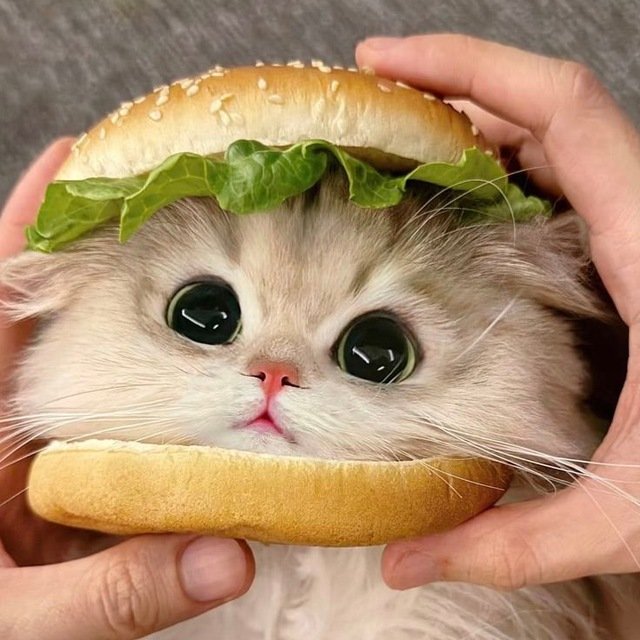 Gatito (blanco con gris) — San Petersburgo, Rusia