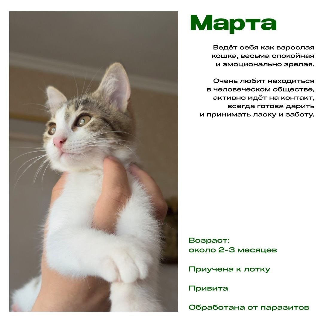 Kittens for adoption (about 2 months) — Tbilisi, Georgia