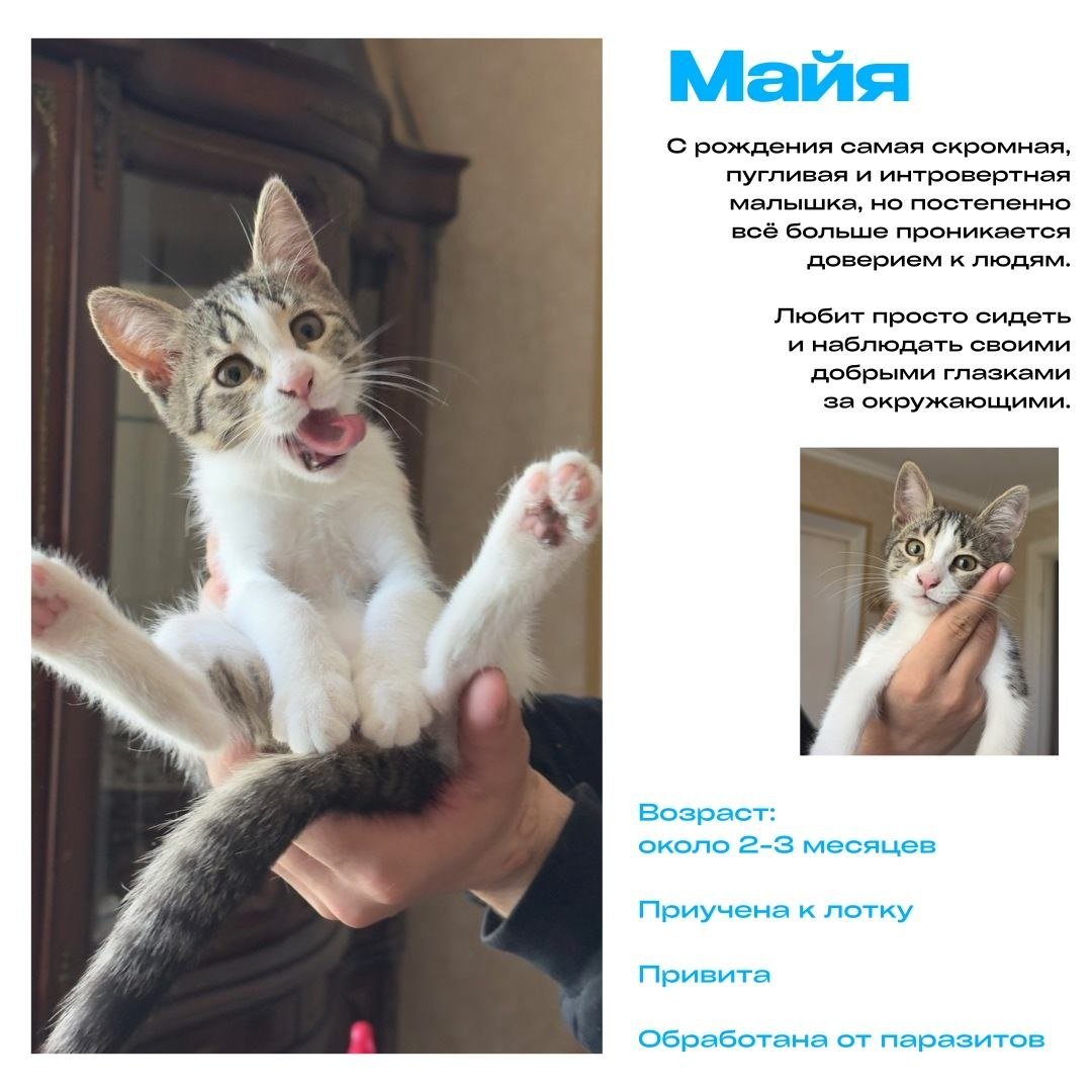 Kittens for adoption (about 2 months) — Tbilisi, Georgia