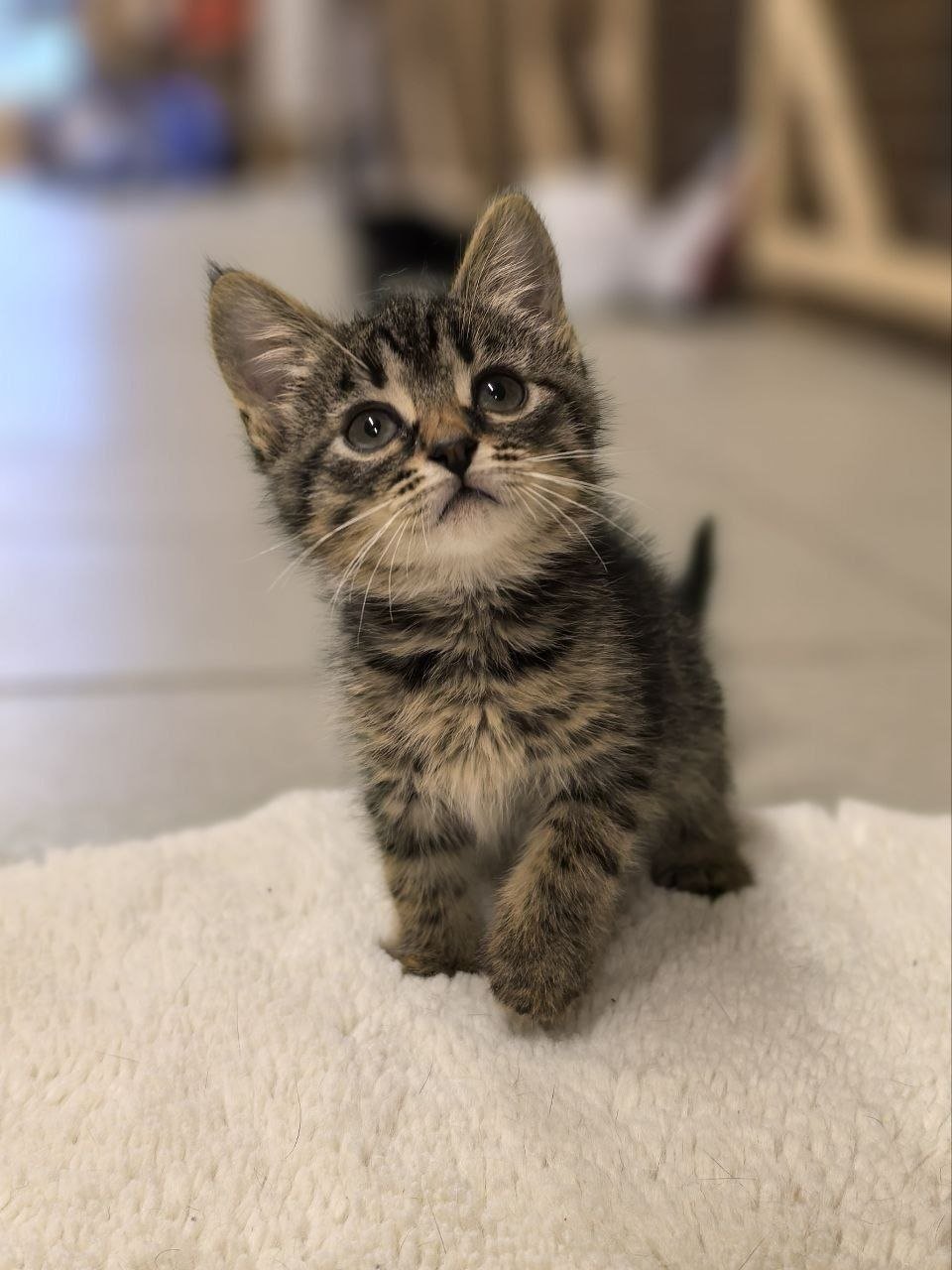 Cachorros de gato en adopción, región de Moscú — sano — Moscú, Rusia