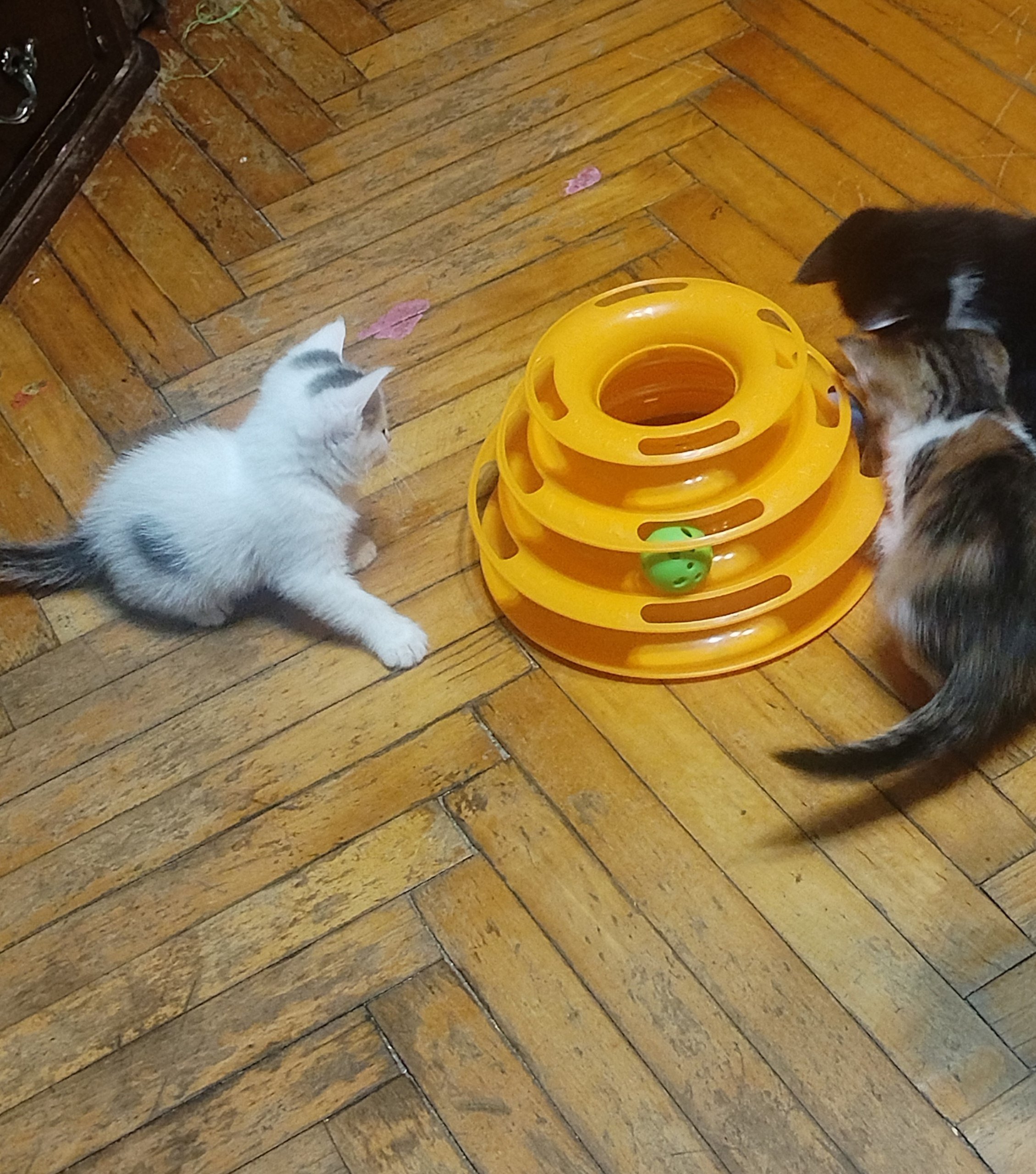 Cachorros en regalo (elige cualquiera) — Usado — Moscú, Rusia