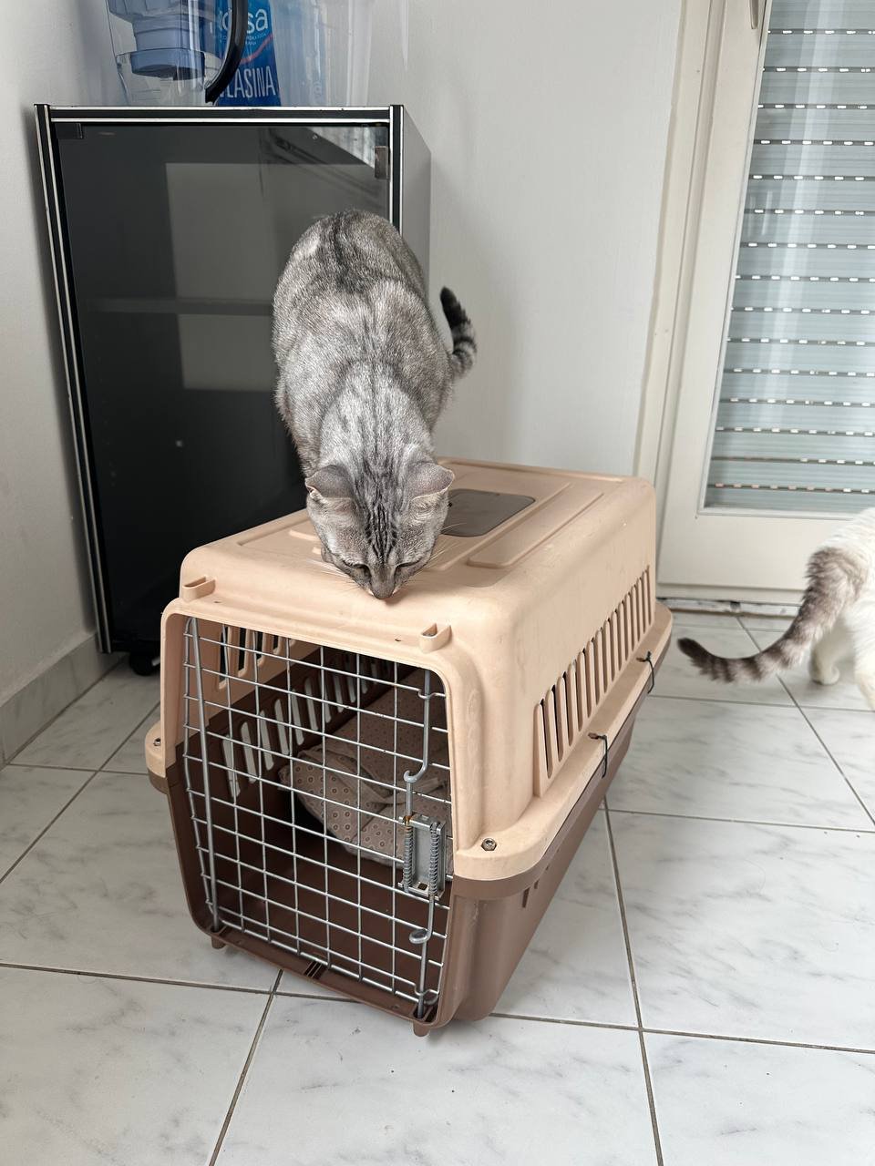 Gran transportín para gatos, Belgrado — Belgrado, Serbia