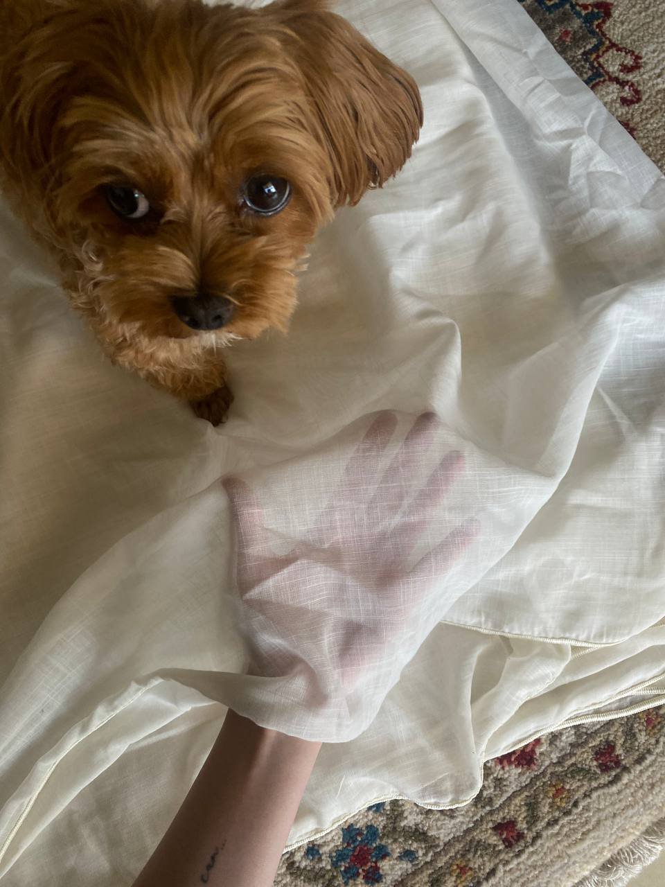 Large cream tulle 2.68×5.2 m — Limassol, Cyprus