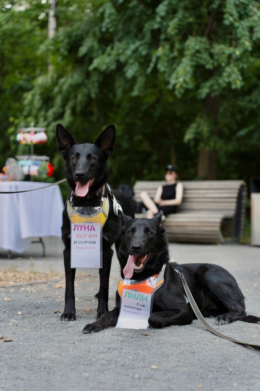 Luna dog (1+ year) looking for a home, spayed — spayed — Moscow, Russia