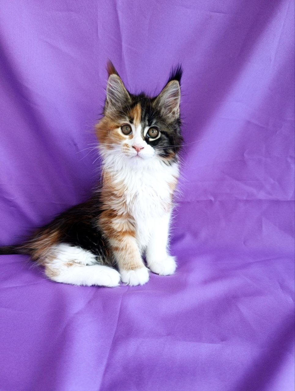 Maine Coon kittens 1.5–6 months, papers, vaccinations — Moscow, Russia