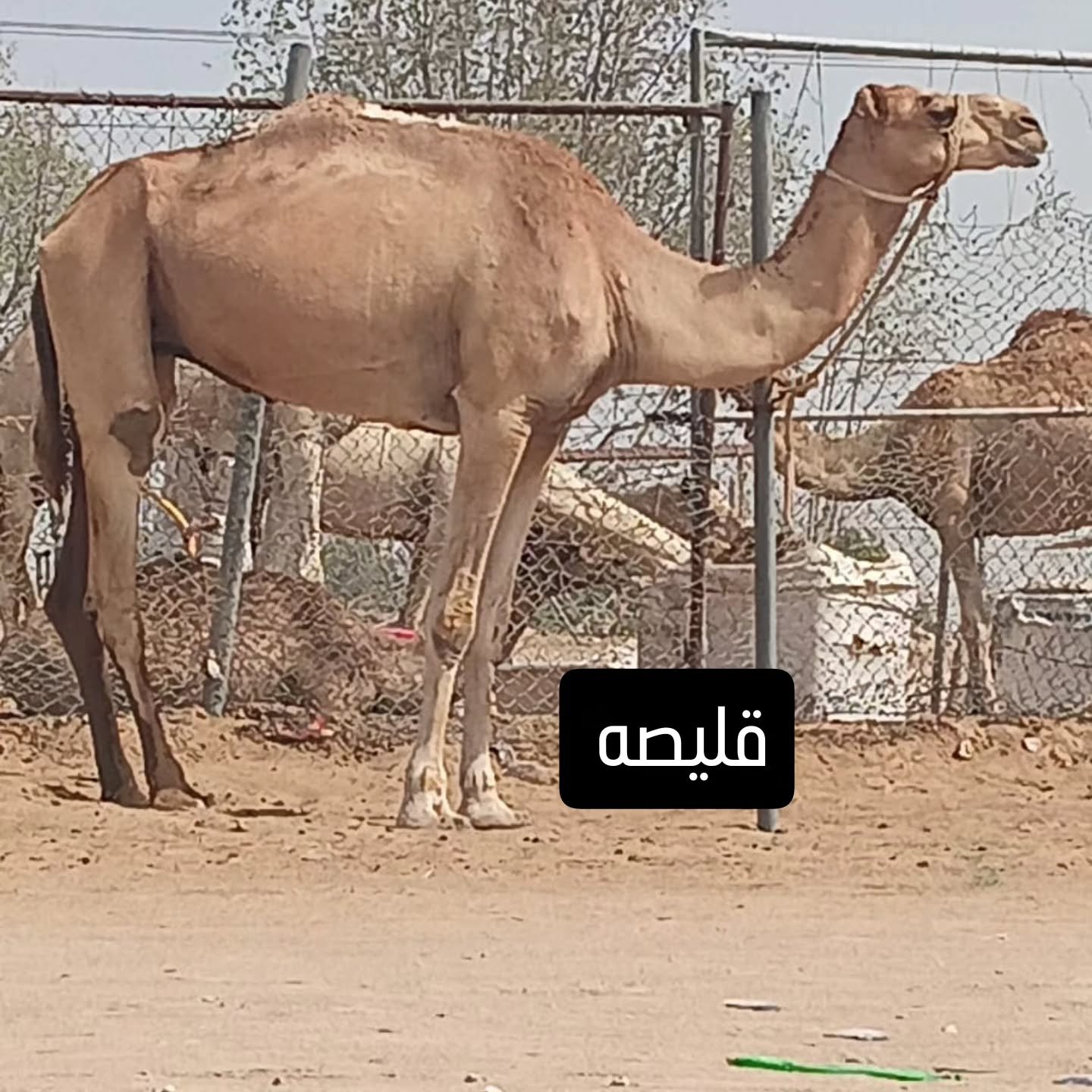 جمل مكران قرب دبي — دبي, الإمارات جمل مكران قرب دبي — دبي, الإمارات