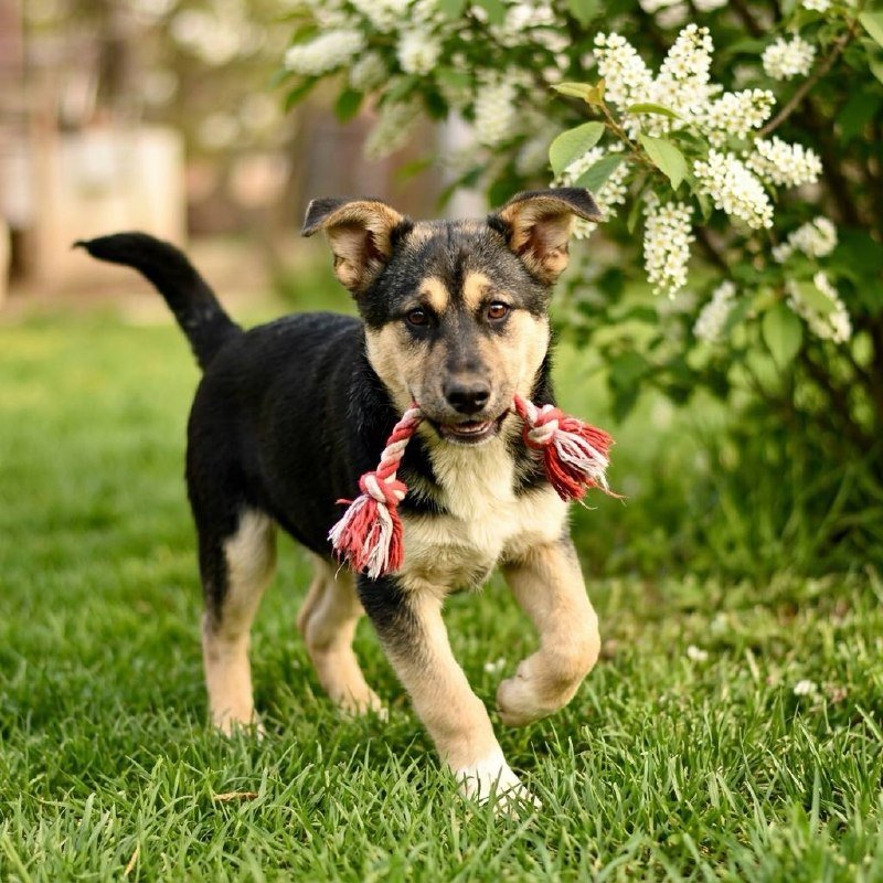 Nika, 8-month-old sterilized German Shepherd looking for a home — vaccinated and spayed — Moscow, Russia