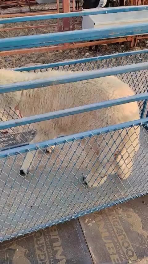 NUB sheep (ram), 4 months, excellent condition — excellent — Abu Dhabi, UAE