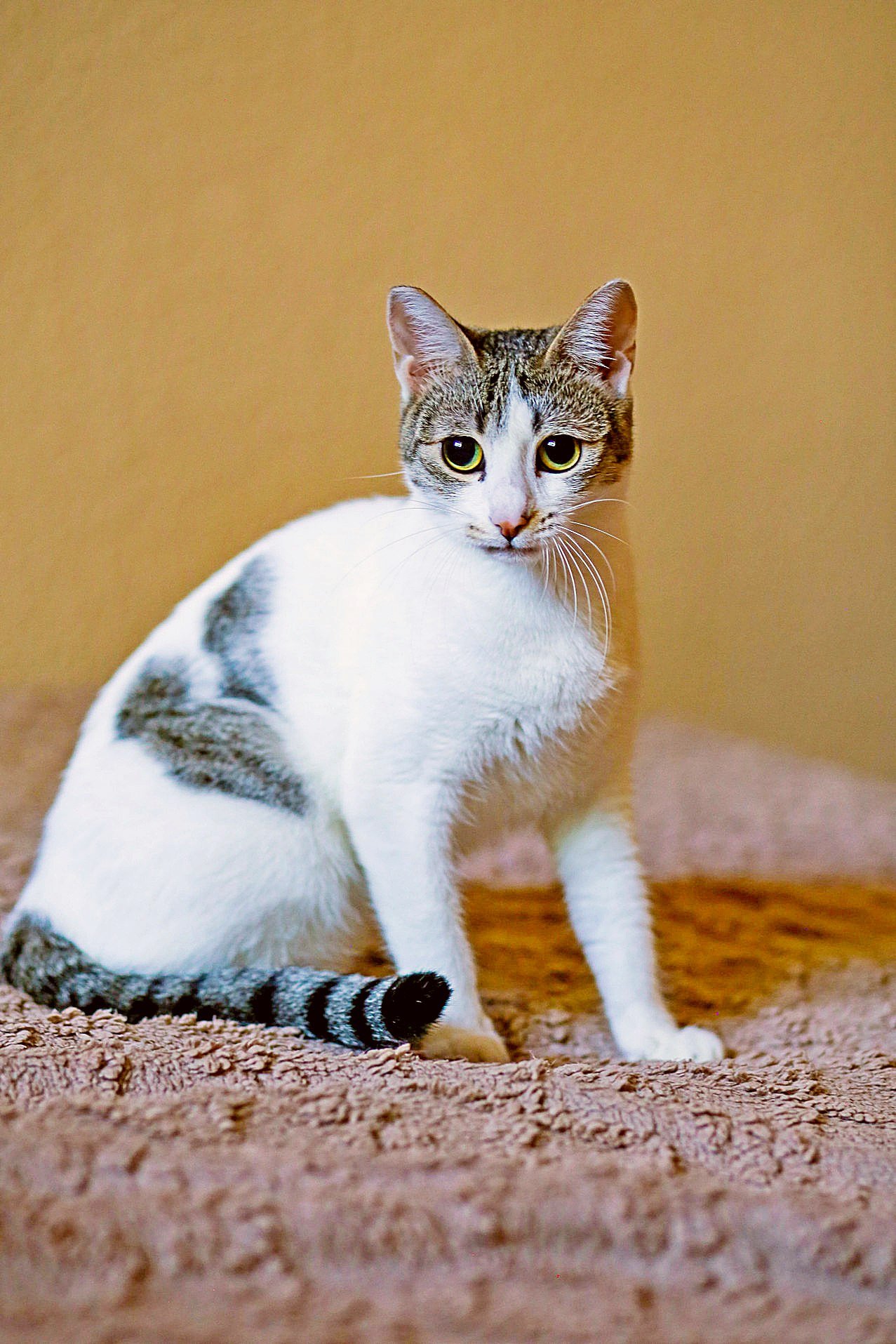 Ornella — affectionate cat, 1 year, Tbilisi — Tbilisi, Georgia
