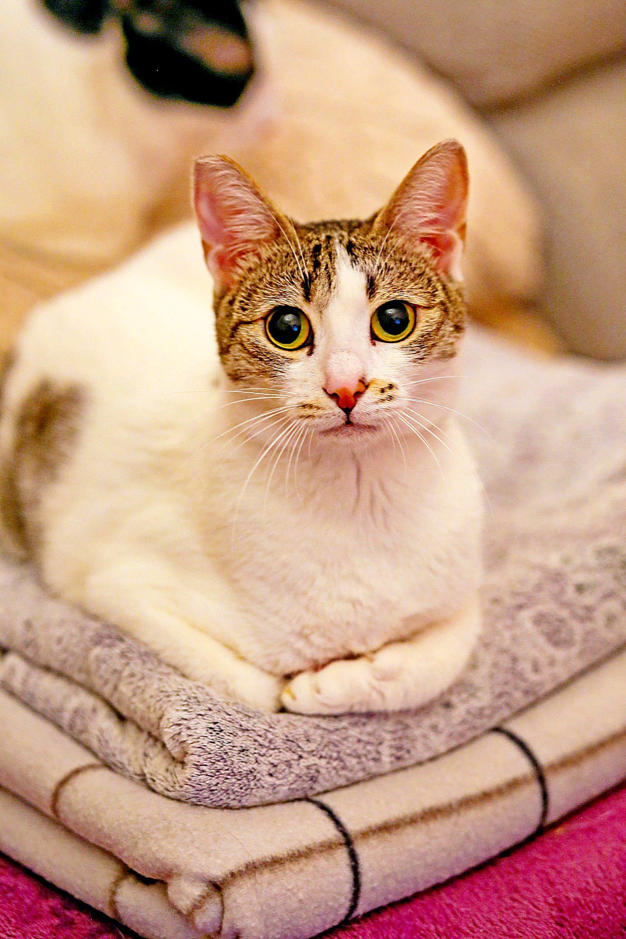 Ornella — affectionate cat, 1 year, Tbilisi — Tbilisi, Georgia