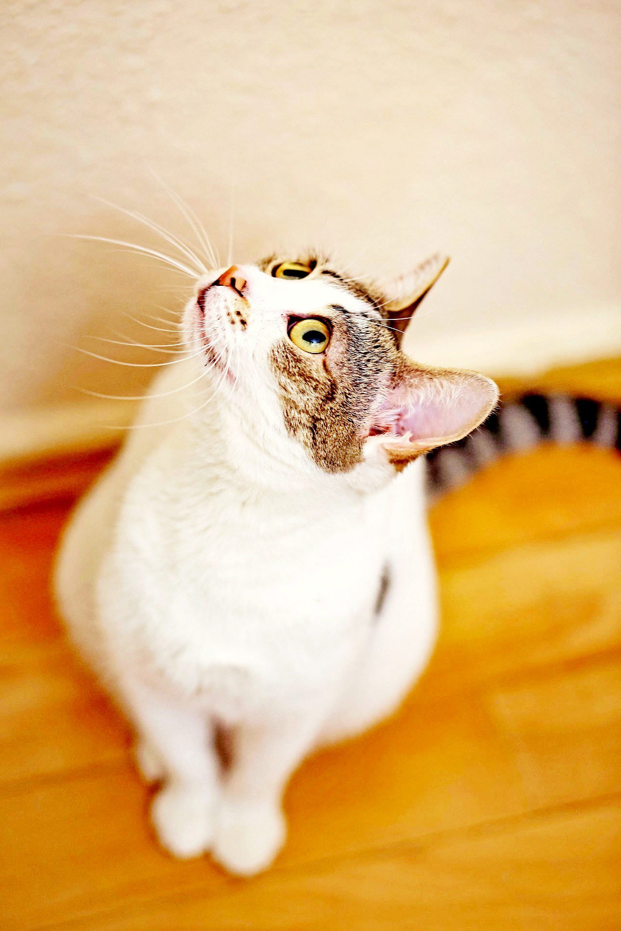 Ornella — affectionate cat, 1 year, Tbilisi — Tbilisi, Georgia