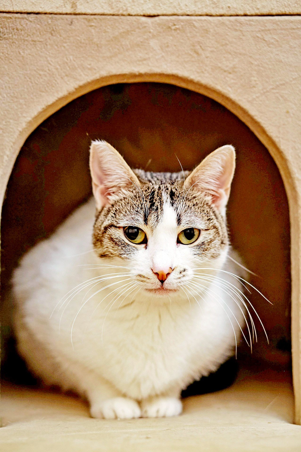 Ornella — affectionate cat, 1 year, Tbilisi — Tbilisi, Georgia