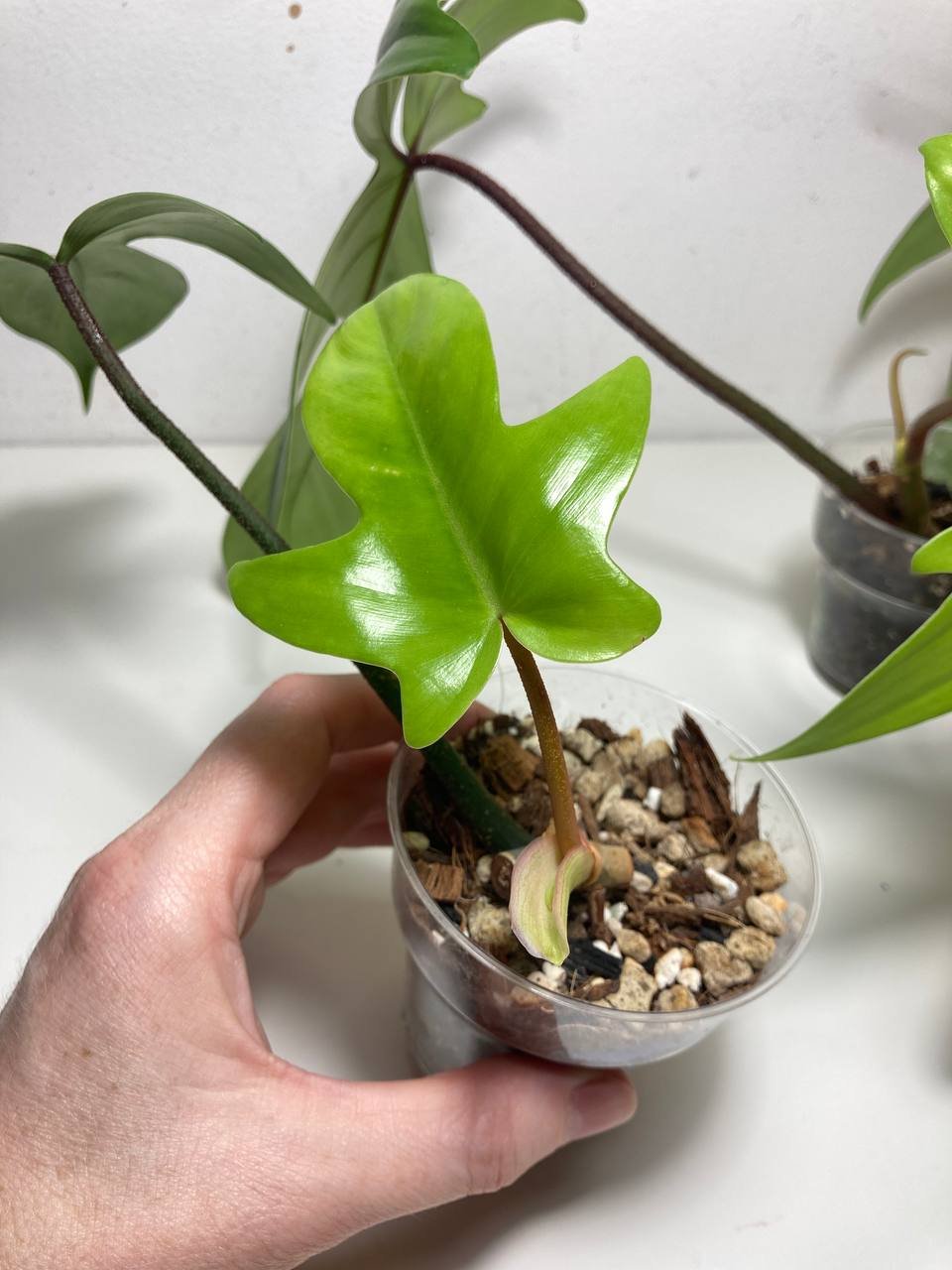 Philodendron Florida Green (rooted cuttings) — — Belgrade, Serbia