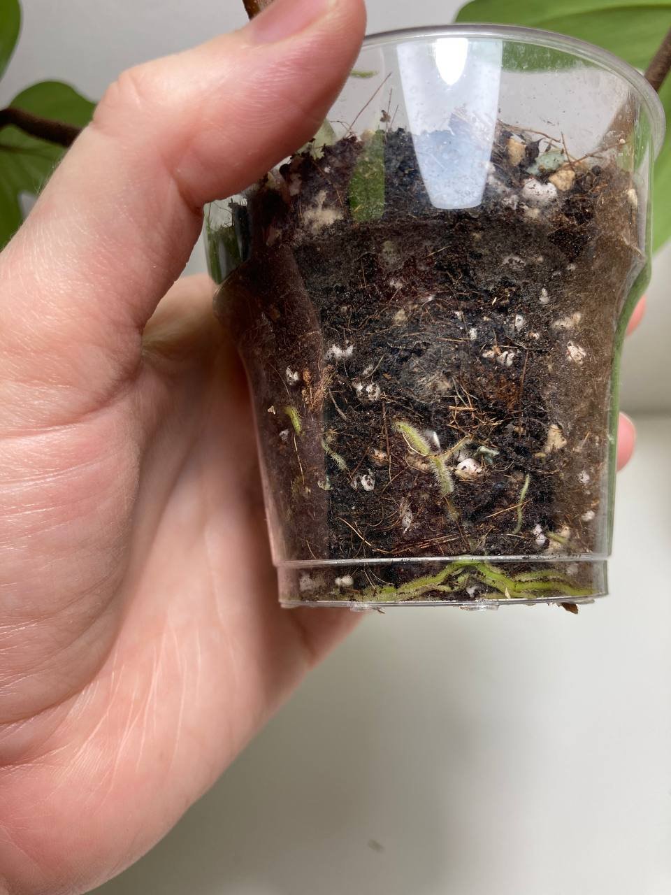 Philodendron Florida Green (rooted cuttings) — — Belgrade, Serbia