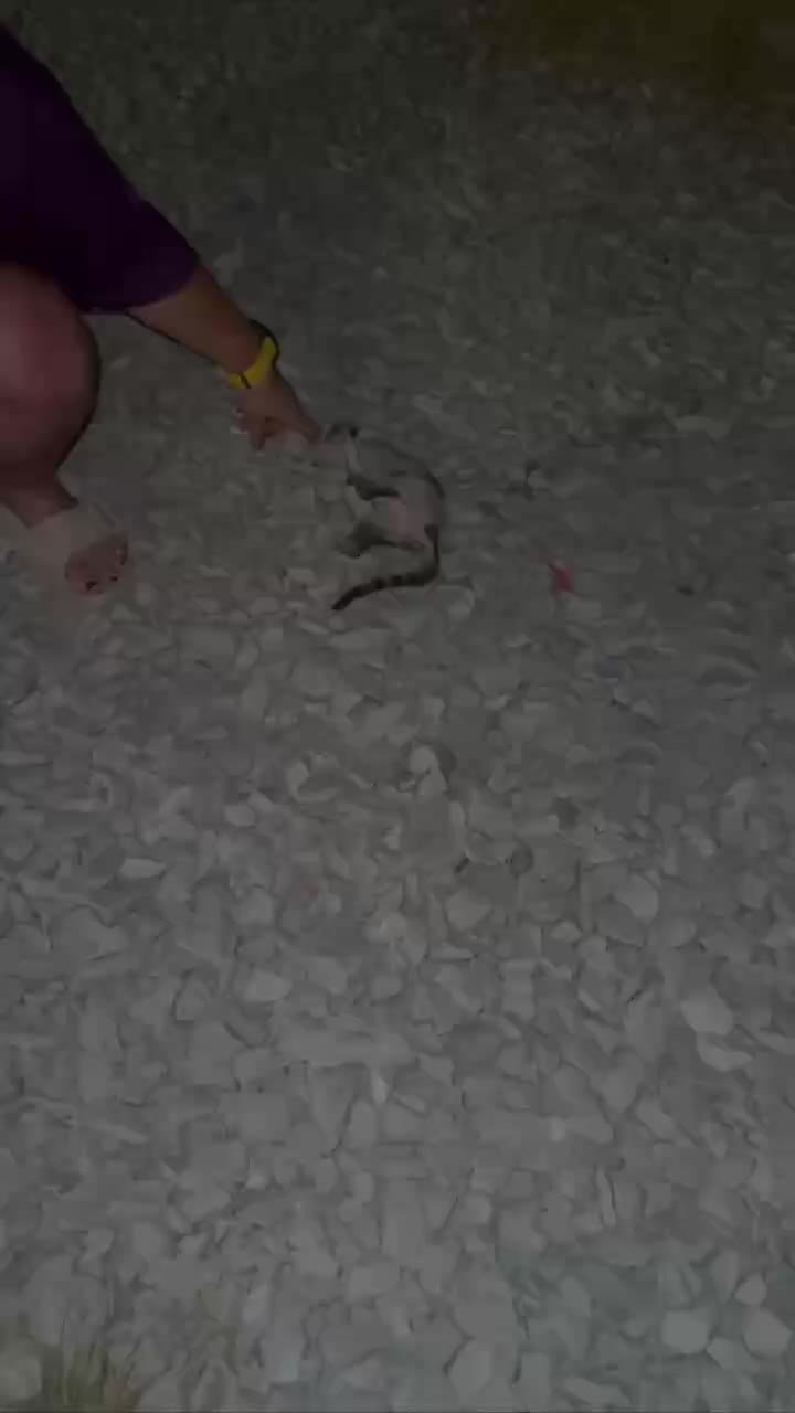 Playful kitten (sphinx mix) looking for a home — Dubai, UAE