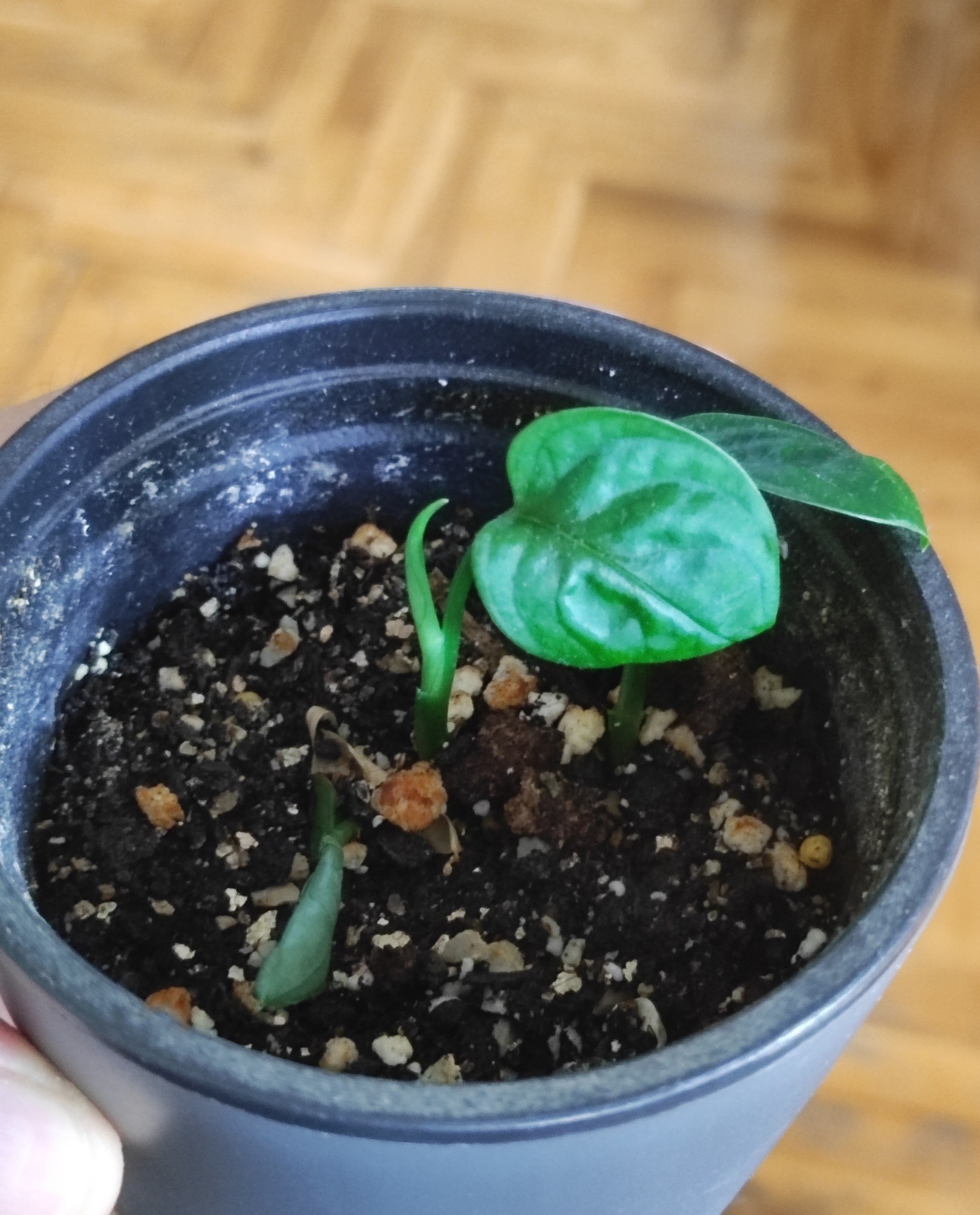 Small potted plant with two green leaves. The pot is made of a dark blue ceramic material and is sitting on a wooden