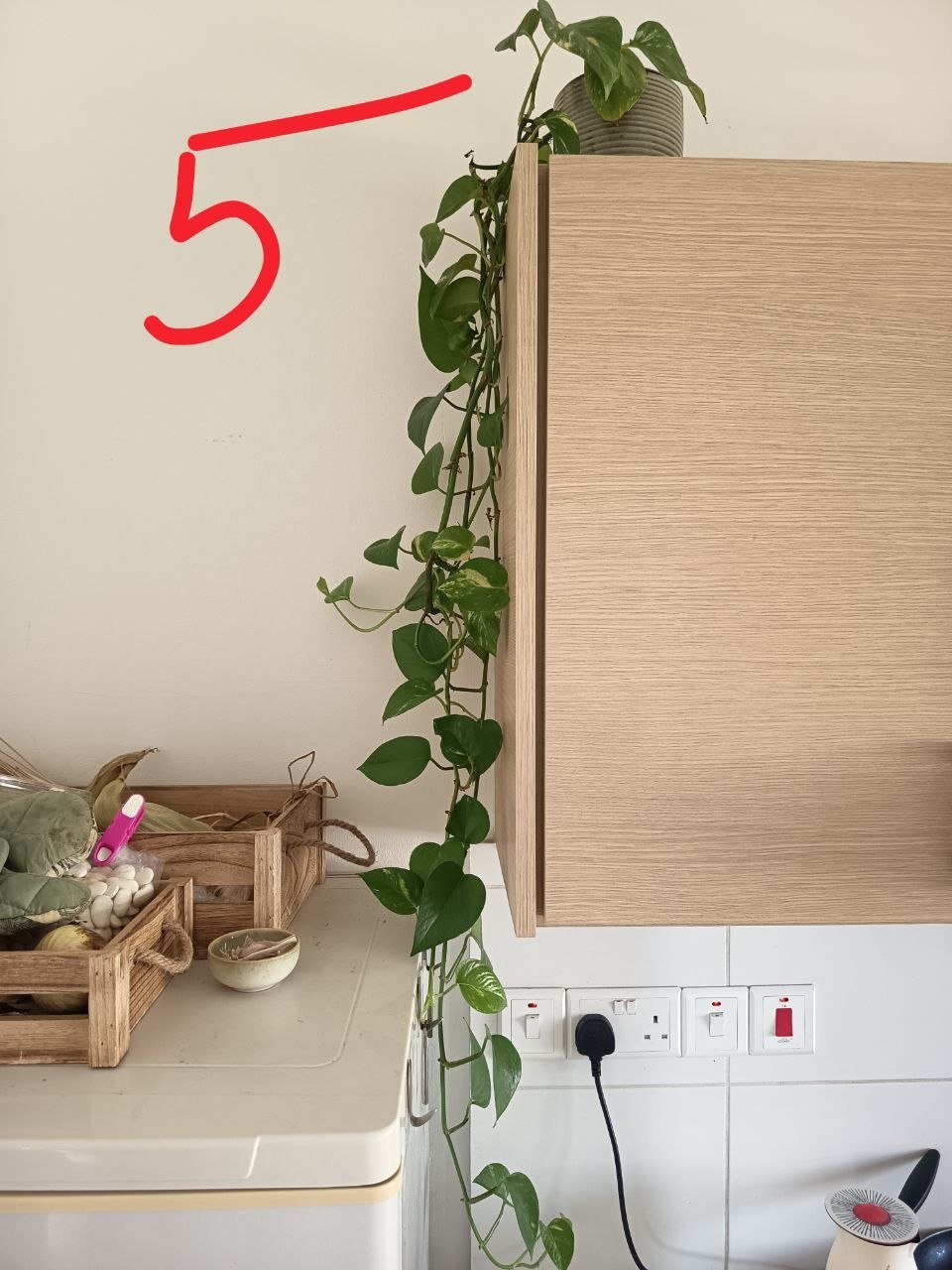 Plantas en maceta (juego o por separado) — Limasol, Chipre