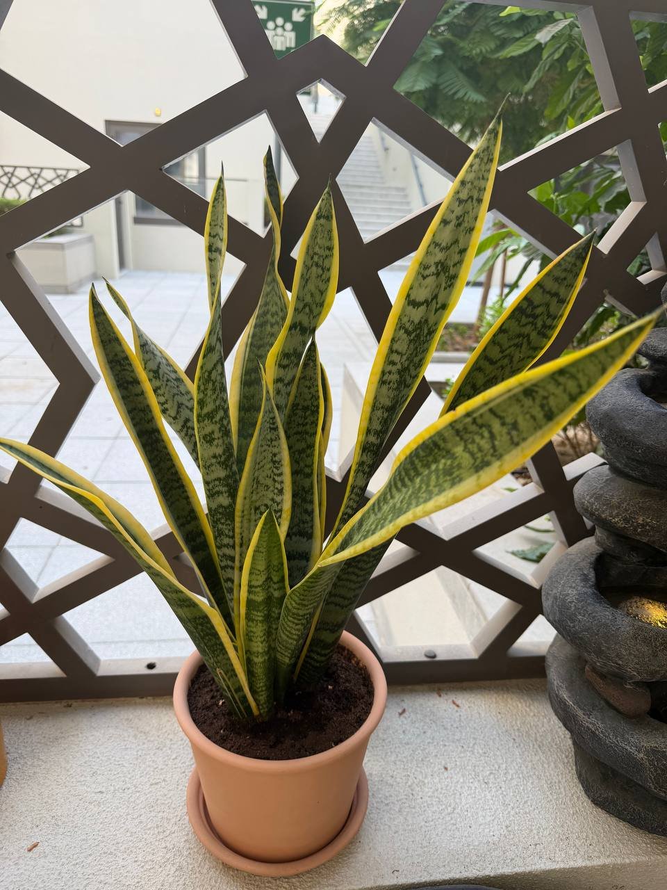 Sansevieria 60 cm with pot — used — Dubai, UAE