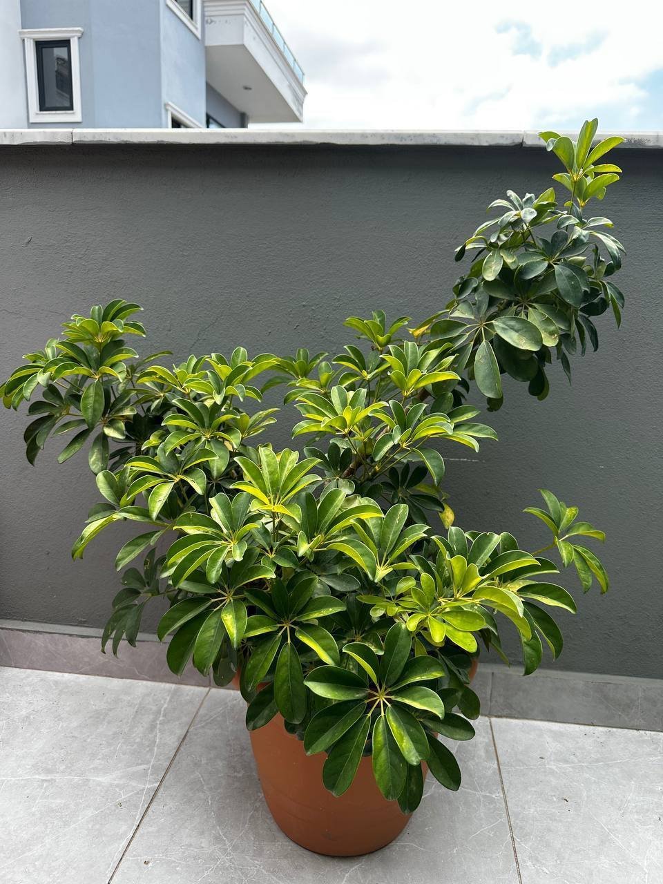 Schefflera (Umbrella Plant) en maceta, 1650 TL — Alanya, Turquía