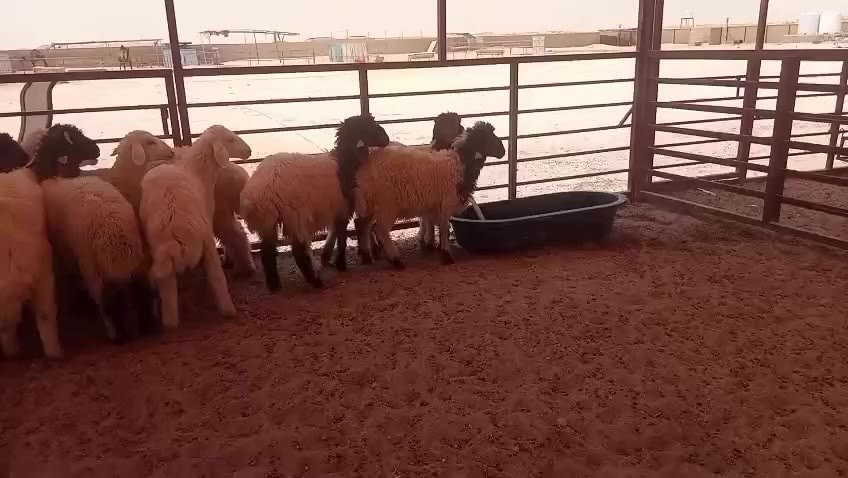 Group of sheep in a pen with a metal fence. The pen is made of dirt and there is a black tub in the center of the pen. The