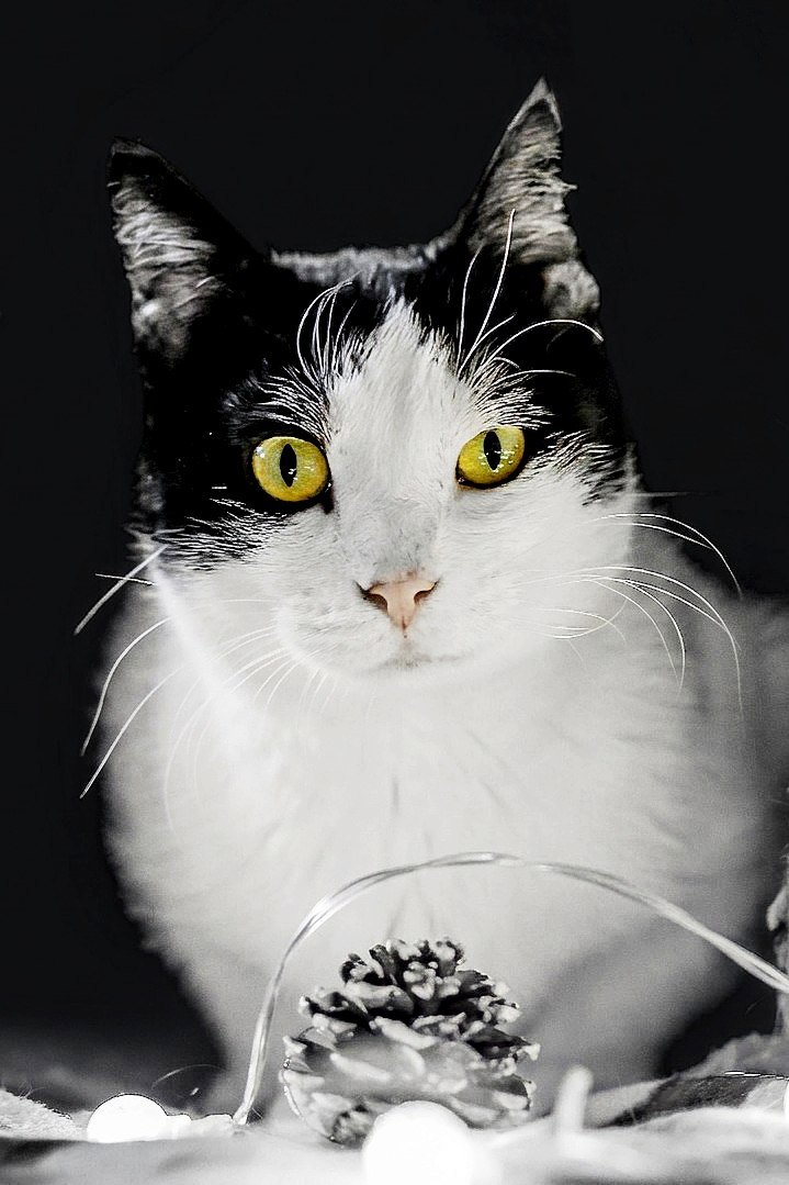 Sheshem cat, 1 year old, spayed & vaccinated (free) — Tbilisi, Georgia