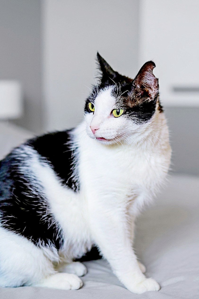 Sheshem cat, 1 year old, spayed & vaccinated (free) — Tbilisi, Georgia
