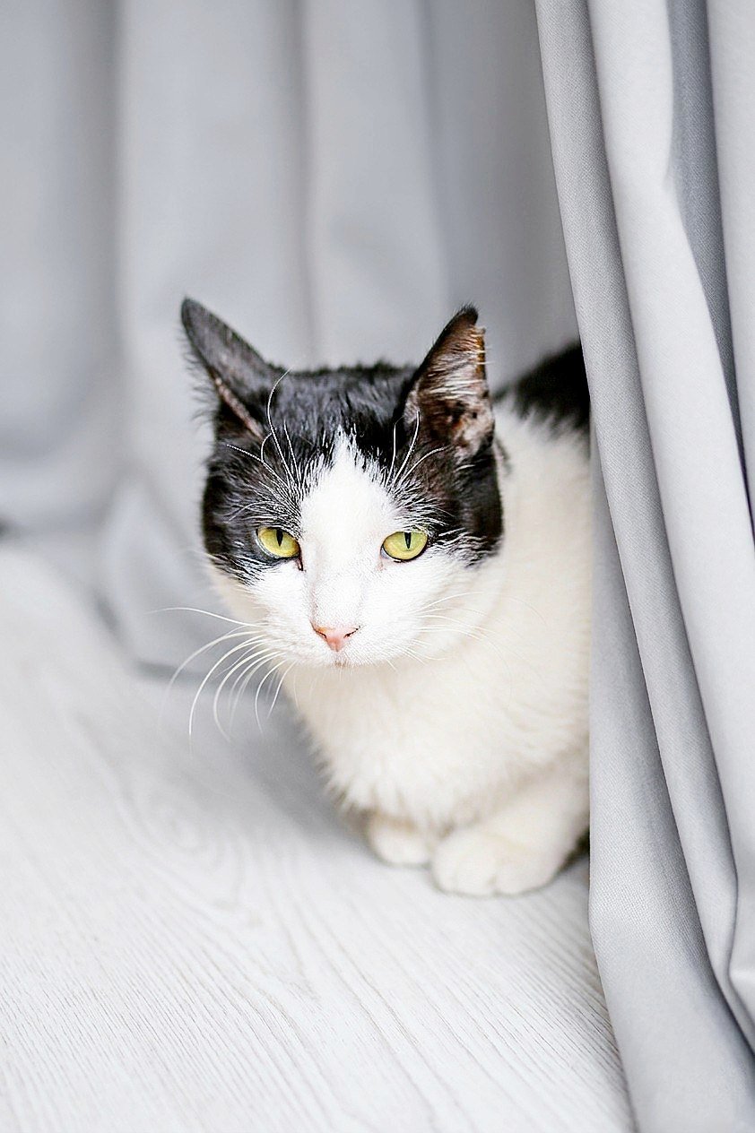 Sheshem cat, 1 year old, spayed & vaccinated (free) — Tbilisi, Georgia