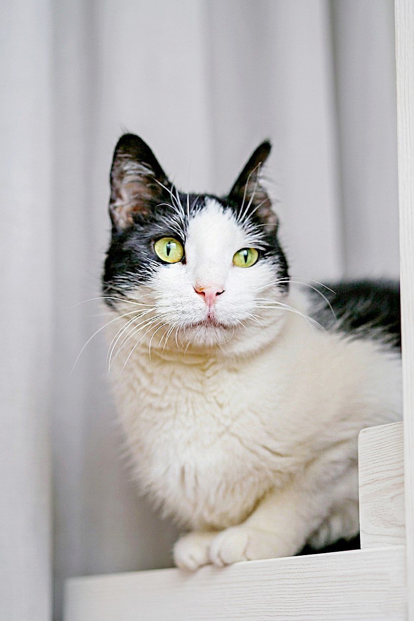 Sheshem cat, 1 year old, spayed & vaccinated (free) — Tbilisi, Georgia