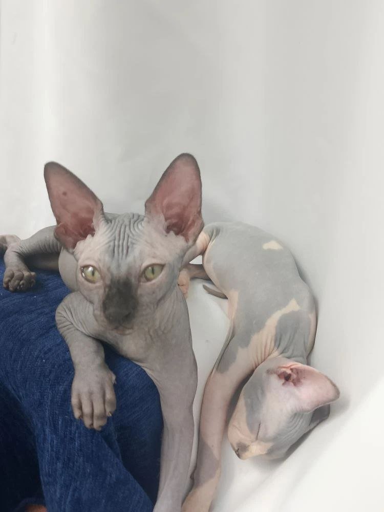Sphynx and Siamese kittens, litter trained — used — Moscow, Russia