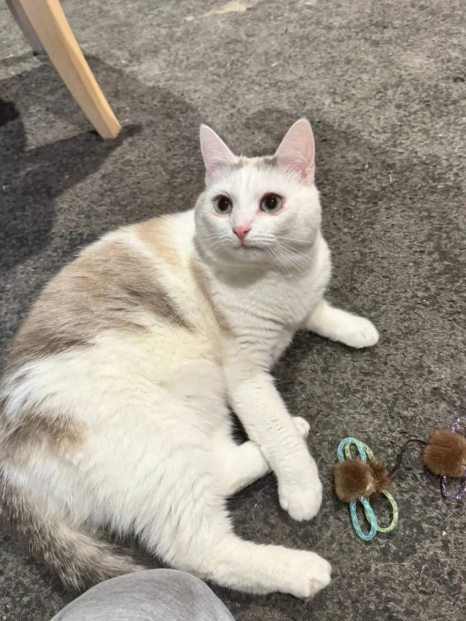 Sterilized female cat, litter trained — Moscow, Russia