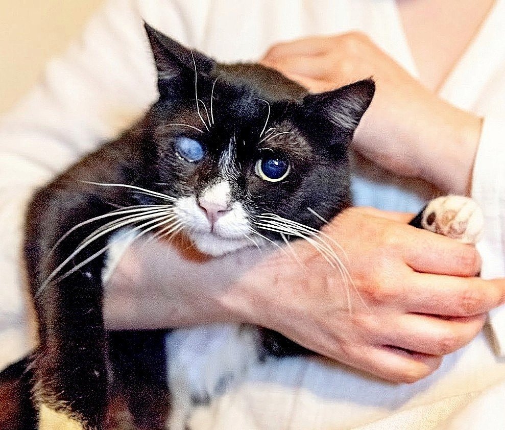 Stevie the cat (blind) looking for a caring friend, Tbilisi — Tbilisi, Georgia