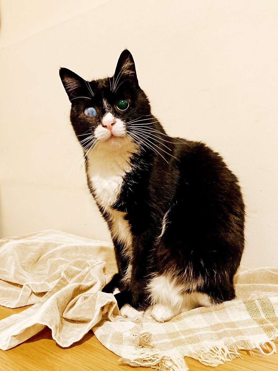 Stevie the cat (blind) looking for a caring friend, Tbilisi — Tbilisi, Georgia