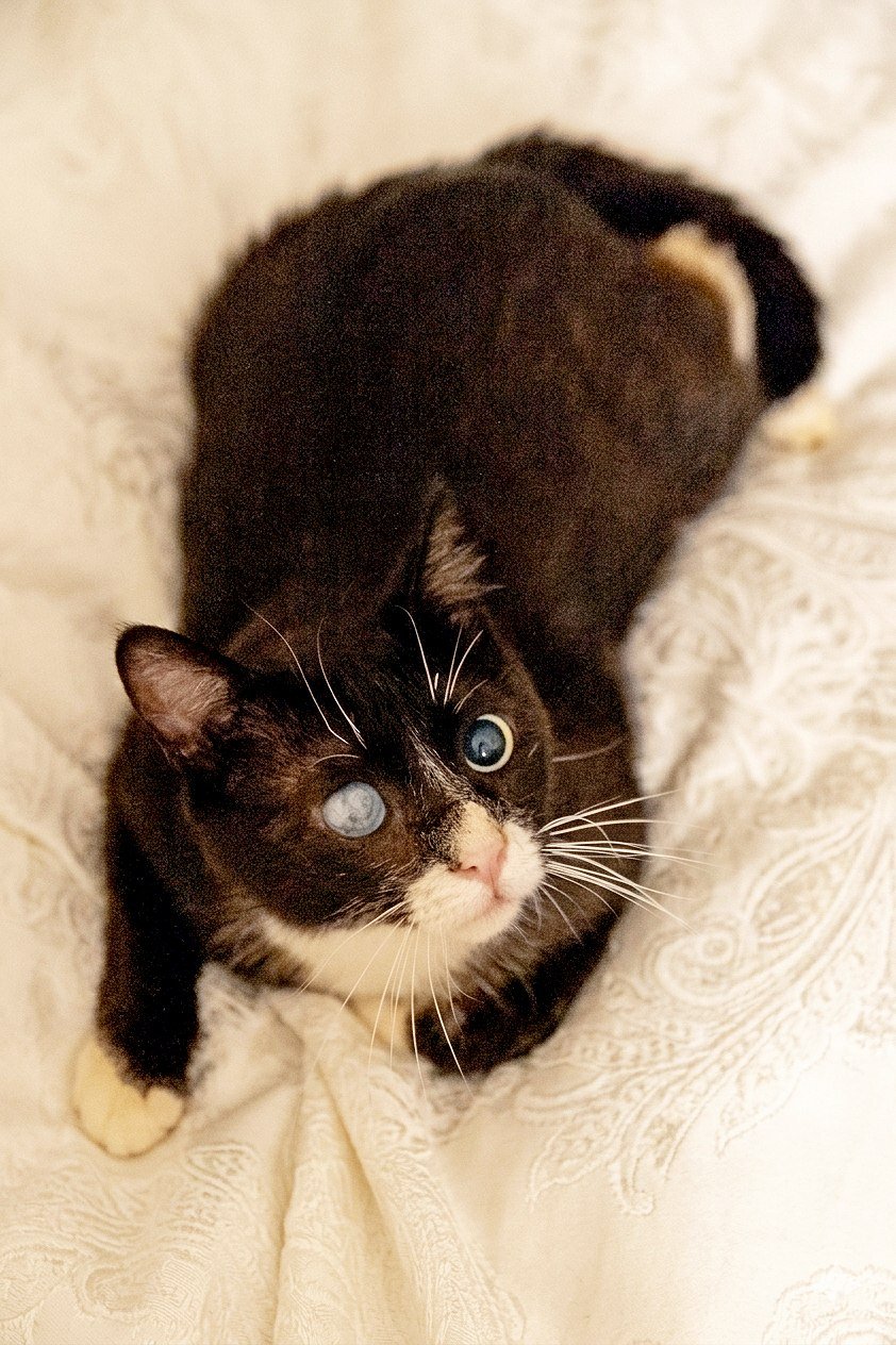 Stevie the cat (blind) looking for a caring friend, Tbilisi — Tbilisi, Georgia