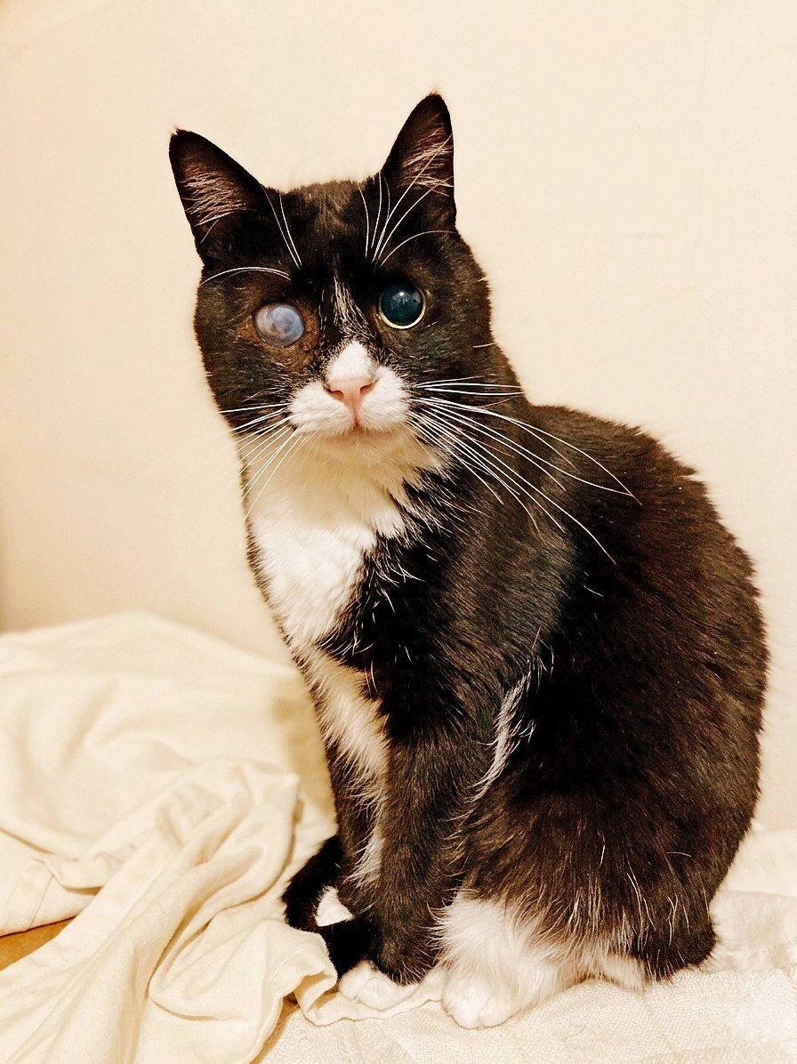 Stevie the cat (blind) looking for a caring friend, Tbilisi — Tbilisi, Georgia