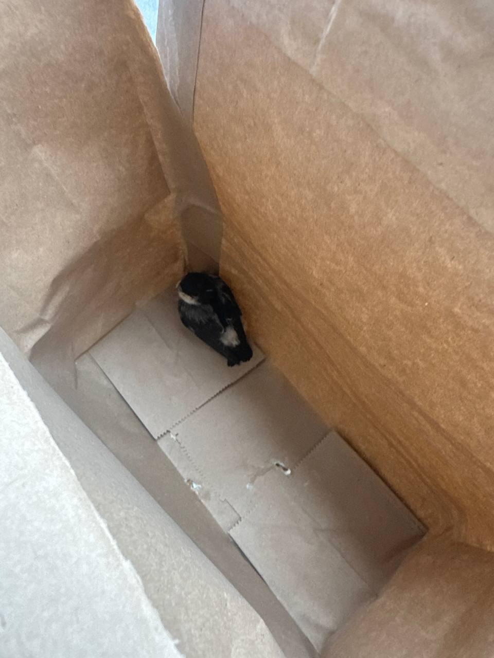 Swallow in a box, you can take it — Unknown — Batumi, Georgia