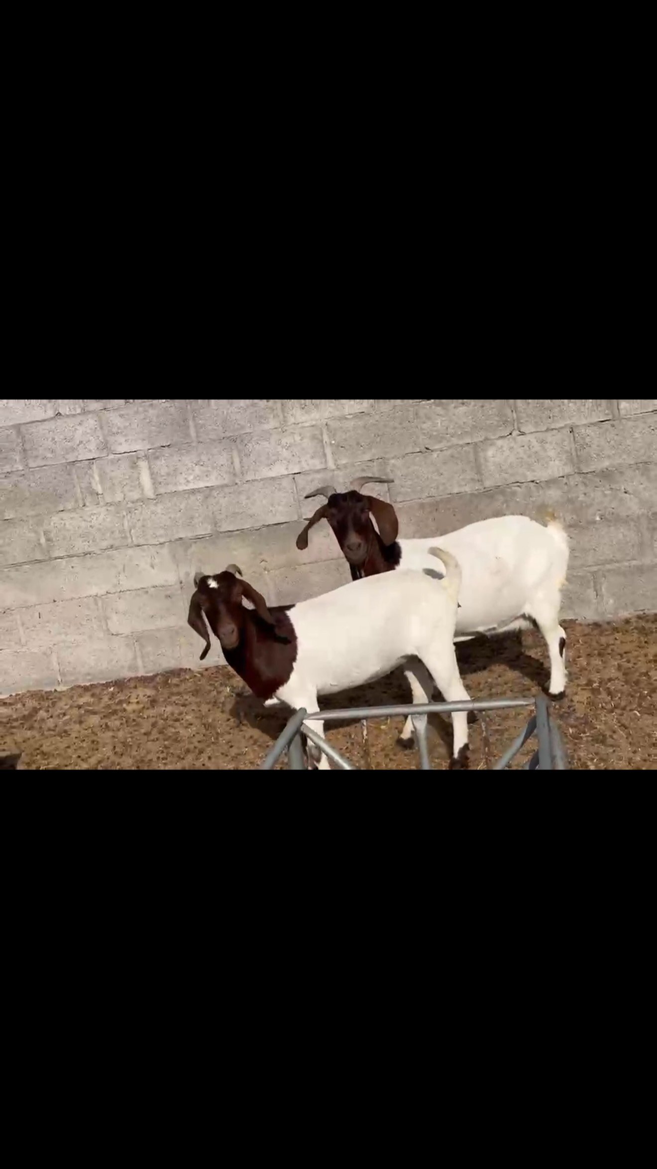 Two African goats (sakhlaat) — Abu Dhabi, UAE