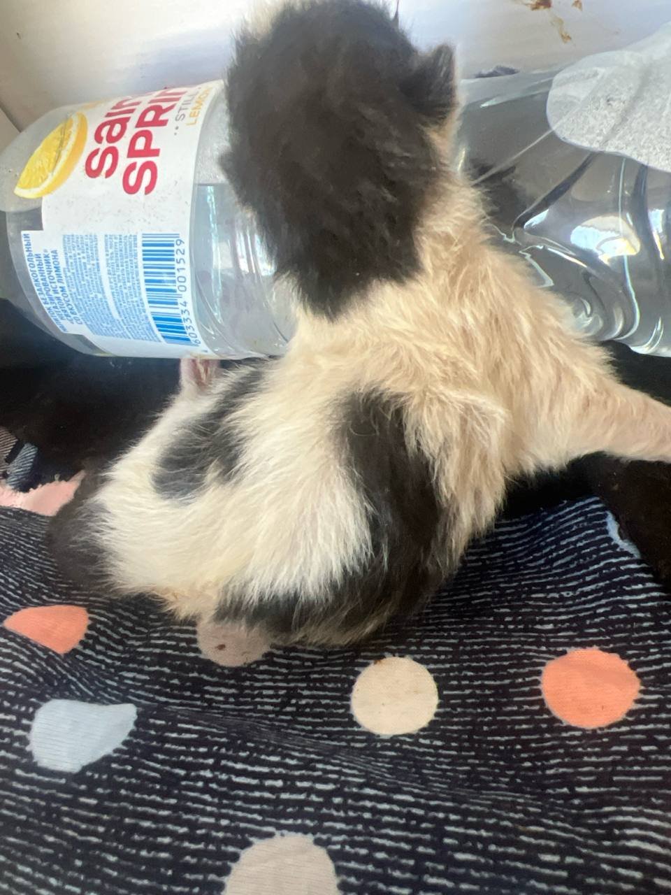 Urgent foster needed for a newborn kitten — needs care — Moscow, Russia