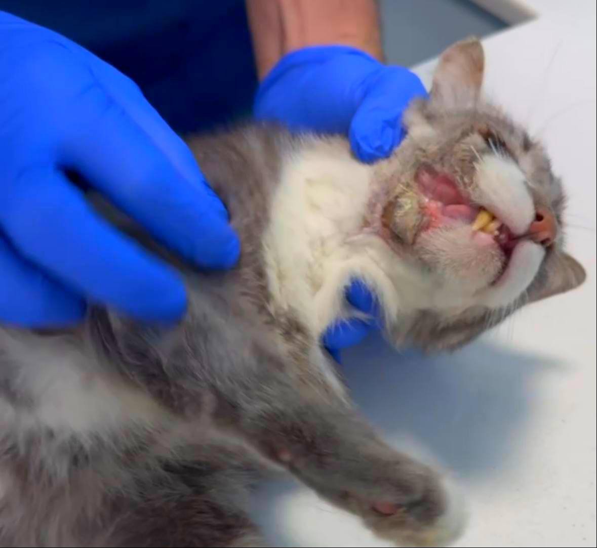 Urgent fundraiser for a cat with a rotting wound — injured — Tbilisi, Georgia