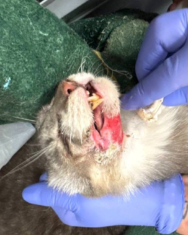 Urgent fundraiser for a cat with a rotting wound — injured — Tbilisi, Georgia